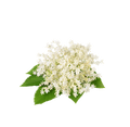 Fiori di sambuco / 65ml